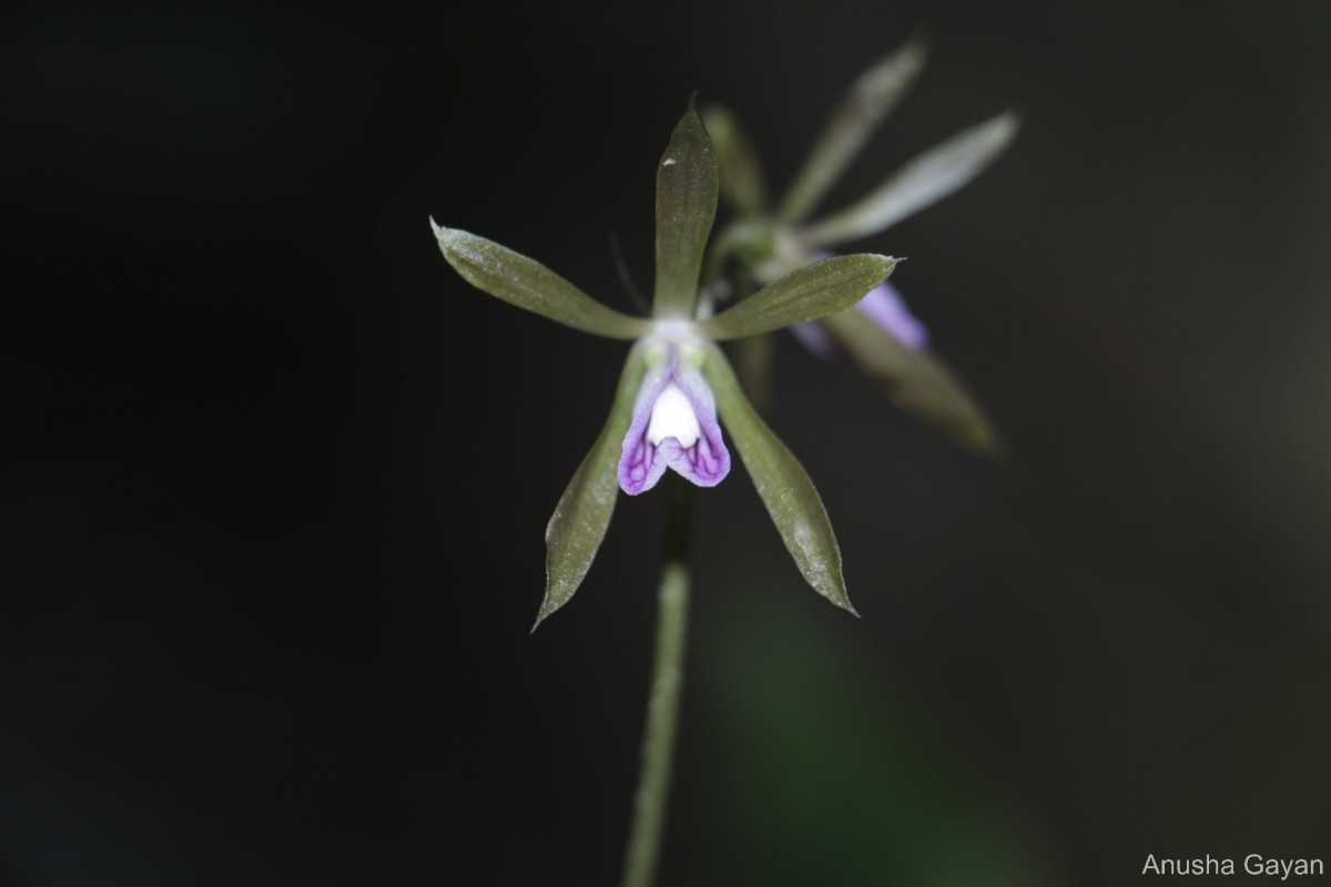 Nervilia plicata (Andrews) Schltr.